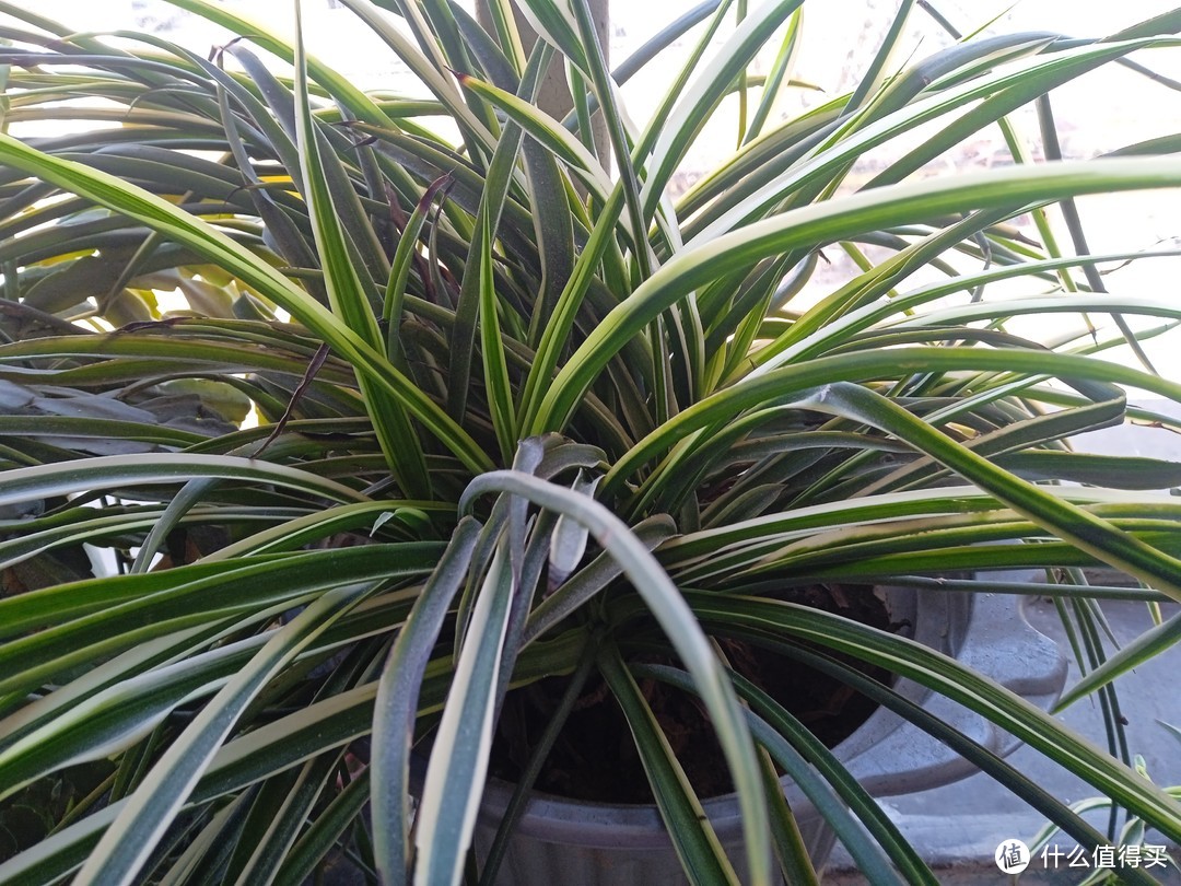 这种植物真的很好养活！