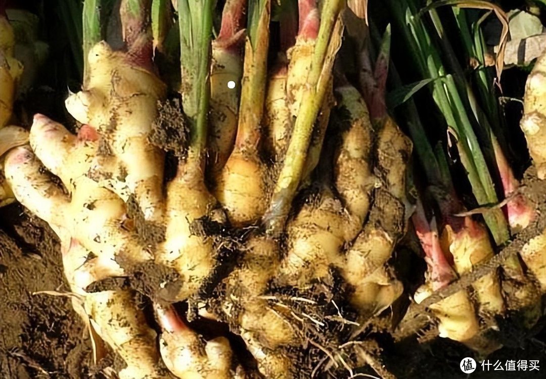 花盆里种“生姜”,比富贵竹都好看,2个月收一次,能吃大半年!