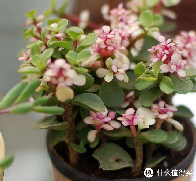 金枝玉叶的种植方法和注意事项