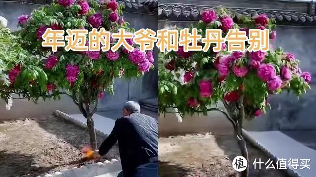 泪目!老爷子因拆迁,磕头、烧纸告别养了40年的牡丹,太不舍了